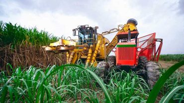 Industria Azucarera Dominicana rechaza acusaciones de congresistas de EEUU sobre “trabajo forzoso”