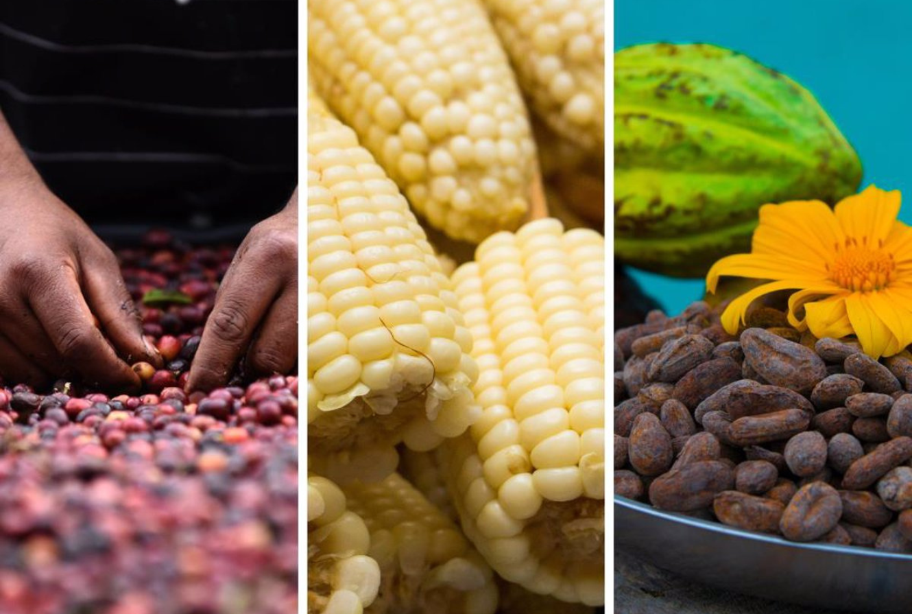 Cacao, café, maíz y trigo bajan de precio