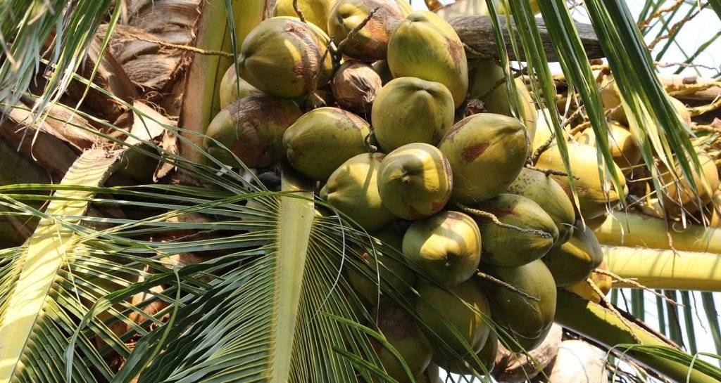 Coco y aguacate de RD entrarán por vez primera a mercados EE.UU y Jamaica