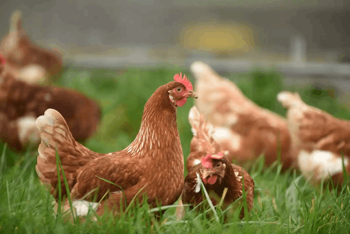 El Gobierno comprará gallinas a productores afectados por cierre de la frontera con Haití